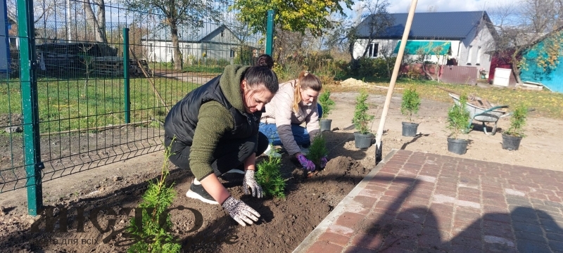 У Павлівці на місці майбутньої Алеї Героїв висаджено туї 