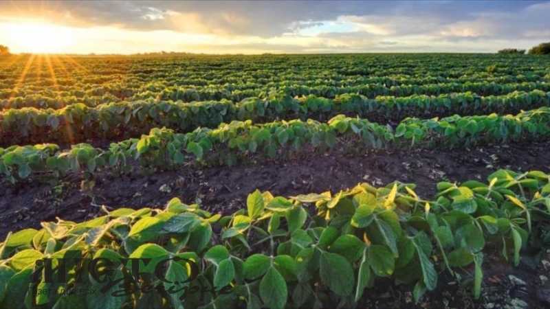 Засіяв чужу землю соєю: чоловік має відшкодувати сільраді Іванич понад 300 тисяч гривень 
