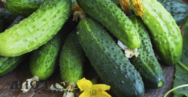 В Україні стрімко знижуються ціни на тепличні огірки 