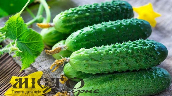 В Україні різко злетіли ціни на огірки 