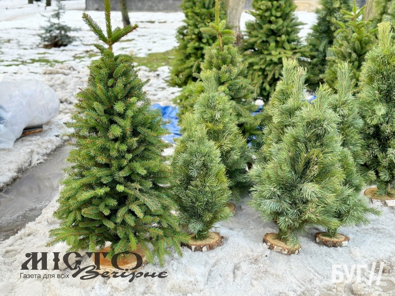 У Нововолинську почали продавати новорічні дерева 