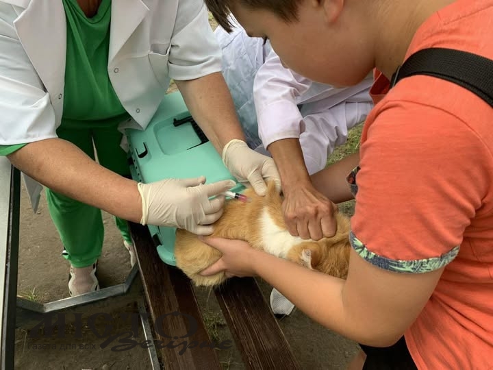 У Благодатному безкоштовно вакцинували від сказу 22 домашніх тварини 