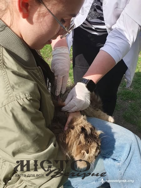 У Нововолинську вакцинують домашніх тварин від сказу 
