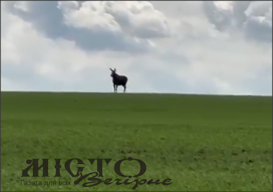 На околицях Нововолинська розгулюють лосі 