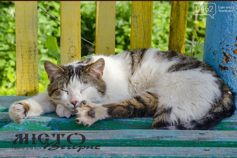У Нововолинську пропонують визнати вуличних котів частиною екосистеми міста 