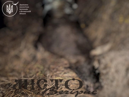 Поблизу дороги Луцьк–Ковель виявили мертву самку лося 