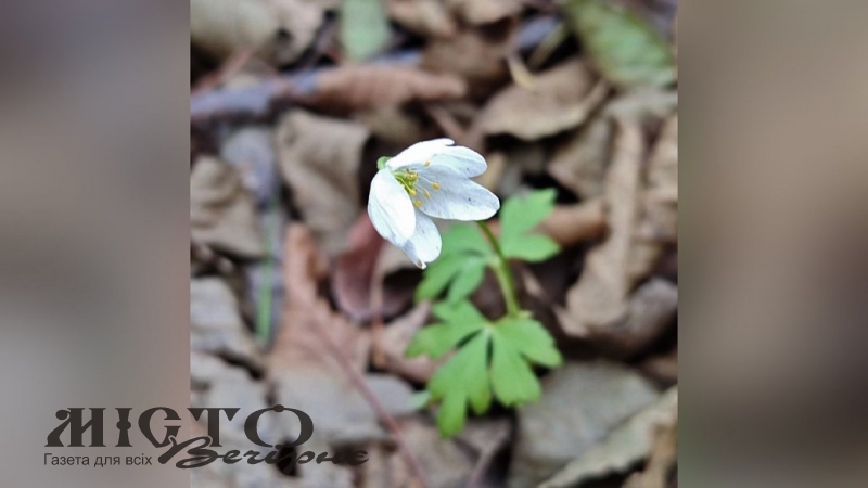  На Волині в середині грудня зацвіла анемона: науковці пояснили незвичне явище 
