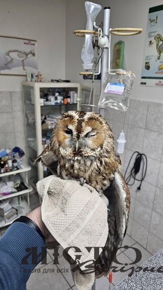 У Нововолинську врятували сову, яка вдарилася в автомобіль 