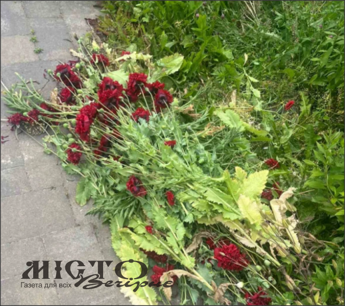 У Локачинській громаді працівники поліції вилучили дикорослий мак 
