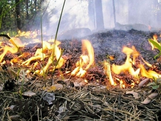 Через суд з чоловіка намагаються стягнути майже 90 тис. грн. штрафу за спалення лісу 