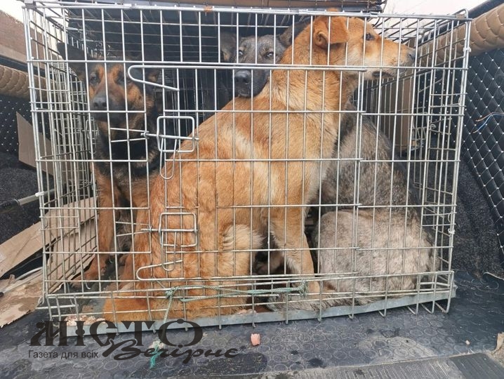 У Нововолинську відловили 17 безпритульних собак для стерилізації 
