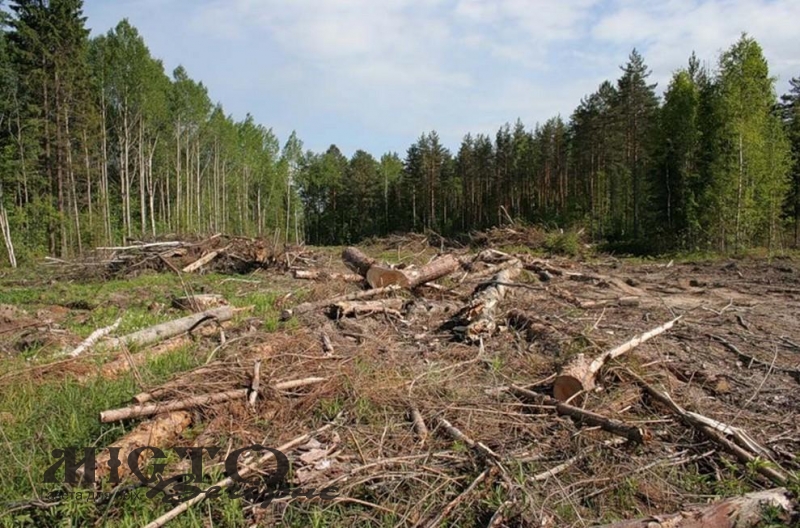 Чоловіка оштрафували за вирубку дерев у лісі Локачинської громали 