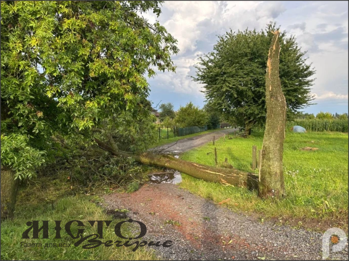 У Павлівській громаді вирувала негода: повалено багато дерев 