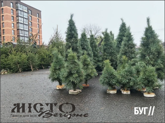 У центрі Володимира запрацювали ялинкові точки 