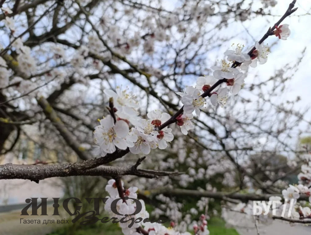 У Володимирі зацвіли абрикоси й вишні 