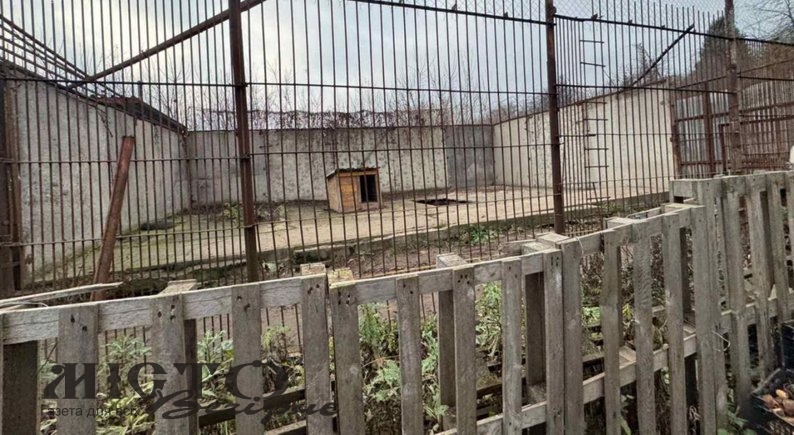 Із реабілітаційного центр для диких тварин у Хмельницькому втекли дві левиці: одну вже знайшли, іншу шукають у місті 