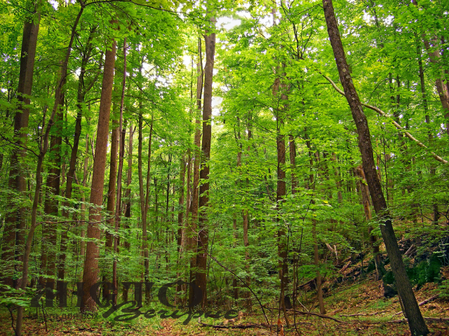У Володимирському районі повернули в державну власність 10 гектарів земель лісового фонду 