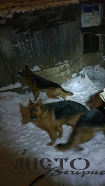 На подвір’ї мешканця Нововолинська виявили 12 вівчарок 