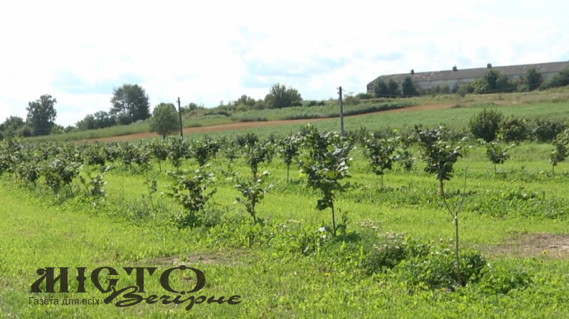 У Локачинській громаді на місці чагарнику посадили гектари фундука 