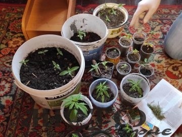 У Ковелі чоловік вирощував коноплю замість вазонів 