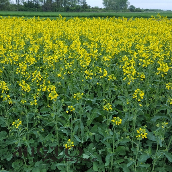 Ціни на ріпак пішли вгору 