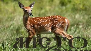 У Володимирі біля залізничного вокзалу помітили оленя 