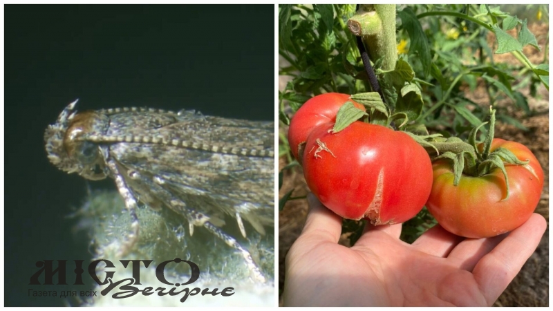 У Володимирському районі скасували карантин щодо південноамериканської томатної молі 