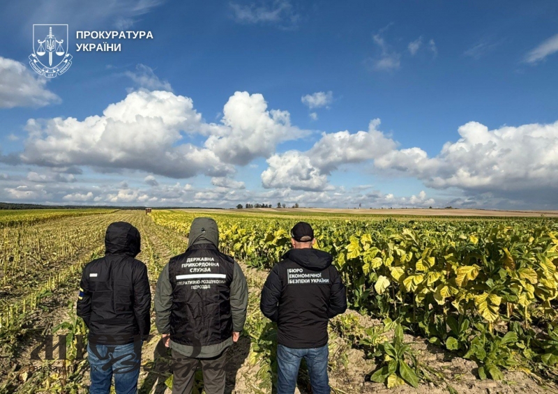 Медіа з’ясували, кому належать плантації тютюну на 40 гектарів, що виявили у Поромівській громаді 