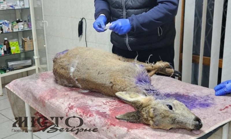 Козуля, яку знайшли в лісі поблизу Устилуга після нападу диких собак, не вижила 