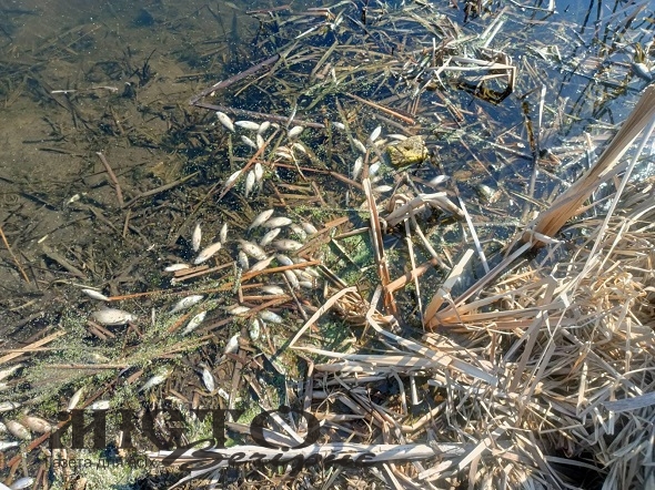 У Володимирській громаді у ставку масово загинула риба: виявили понад 400 мертвих особин 