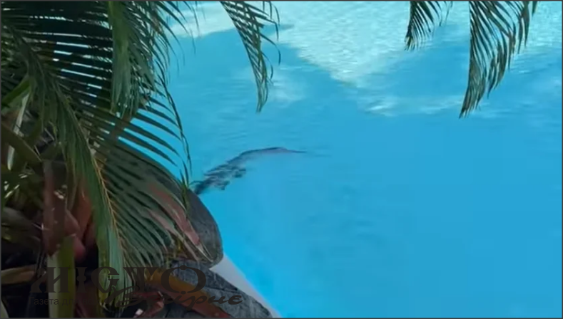 В Австралії крокодил заліз у басейн на курорті, поки поруч засмагали туристи 