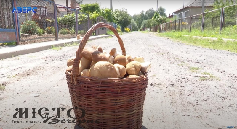 Волиняни збирають повні кошики грибів 