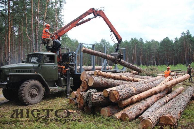 Волинянин незаконно зрізав 12 сухих дерев у військовому лісництві 