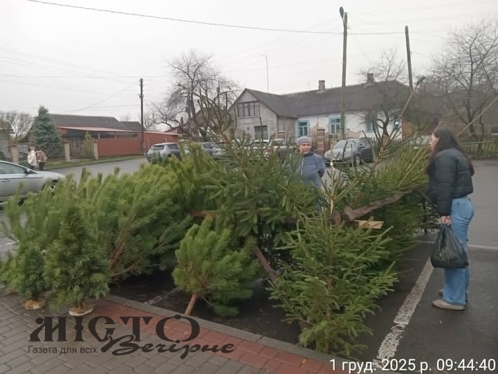 У Володимирі перевірили законність продажу новорічних ялинок 