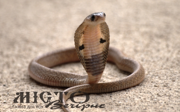 У Броварах посеред вулиці помітили кобру 