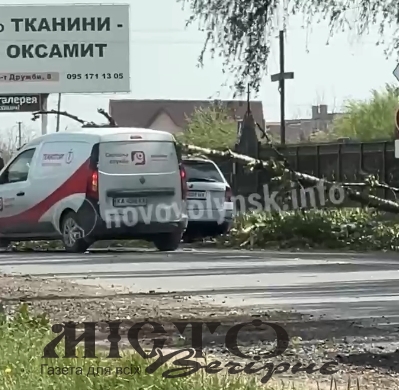 У Нововолинську через сильний вітер дерево обвалилося просто на автомобіль 