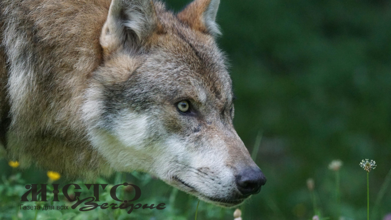 Ліси Волині заполонили вовки: що сталося та чи є загроза людям 