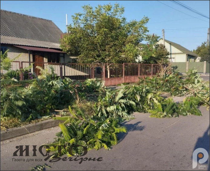 У Володимирі чоловік за ніч зрізав дерева біля чужого будинку – викликали поліцію 