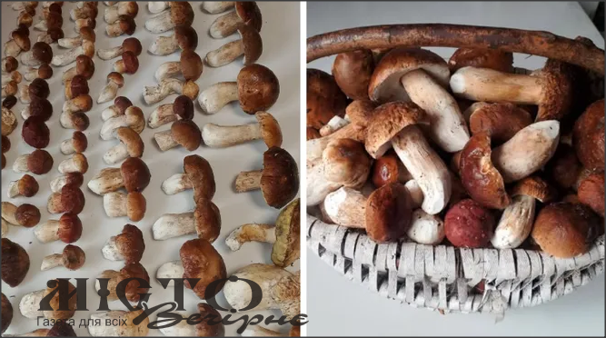 У лісі на Волині за раз зібрали 101 білий гриб 