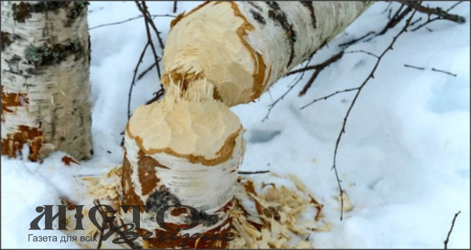 На одній із вулиць Володимира зріжуть 25 берізок: чому дерева підуть під ніж 