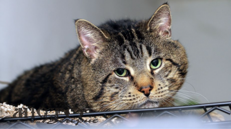 У Нововолинську невідомі жорстоко вбили двох дорослих кішок та маленьке кошеня 