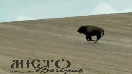 З ферми у Зимнівській громаді втекла бізонка: тварина зникла після переселення і досі не знайдена 