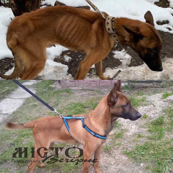 У Володимирі собаку породи малінуа морили голодом 