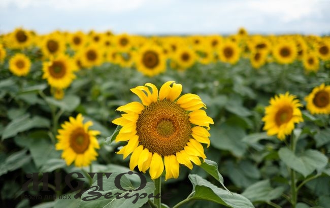 Урожай в Україні під великою загрозою через спеку та хвороби 