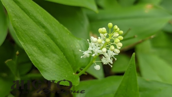 Нагадує конвалію: на Волині помітили незвичну рослину з отруйними ягодами 