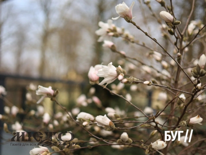 У Нововолинську розцвіла магнолія - перші фото 