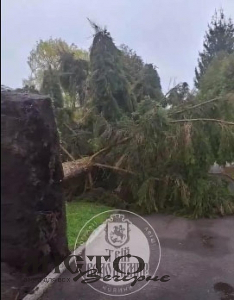 У Володимирі негода повалила дві ялинки у міському парку 