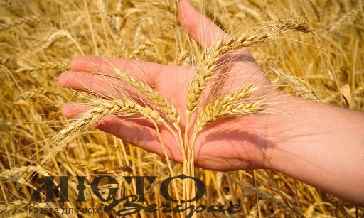 Україна експортувала понад 29 мільйонів тонн зернових 