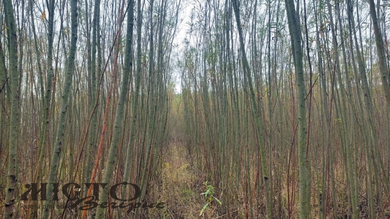  В Іваничах вирощують енергетичну лозу для опалення 