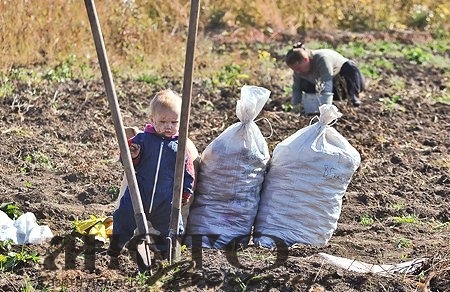 Чи варто в селах садити картоплю 